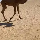 بكره صفراء كفو