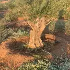شجر زيتون معمره للبيع