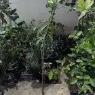 شتلات شيكو مطعمه
