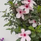 شتلات الهبسكس الوردي والاحمر