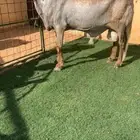 فحل ساكني درماني صنف تم البيع
