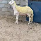 ( تم البيع) مشروع فحل صنف