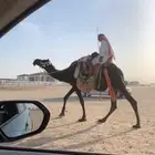 رحول مجهم كفوو .. تم البيع