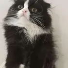 قطط كتن للتبني