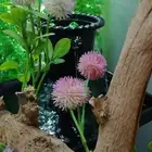 نافورة مربعة