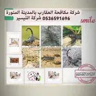 شركة مكافحة عقارب بالمدينة المنورة 0536591696