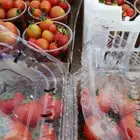طماطم عضوي طماطم شيري عضوية-للمنازل والمحلات