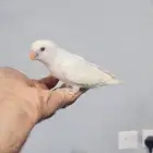 زوج روز محلل