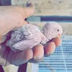 فرخ روز البينو 250