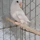 ذكر روز باليد اوبلاين سوبر جامبو