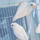 ازواج روز منتجة