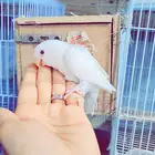 فرخ روز البينو
