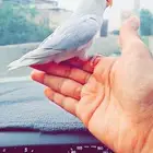 فرخ روز بلد اوبلاين اليف وهدد