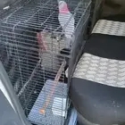 توصيل حيوانات وطرود