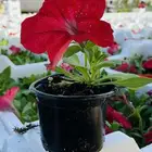زهور شتوية بيتونيا-مارى جولد-جيرانيوم لجميع أنحاء المملكة