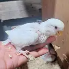 فروخ روز فواخر