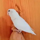 روز البينو اليف وهدد