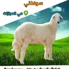 طليان جبره طائفيه