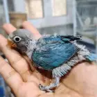فروخ روز وفشر