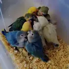 فروخ روز اليفة وزوج روز