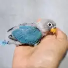 فروخ روز وفيشر فواخر