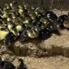 بح مسكوفي صوص للبيع