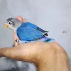 فروخ روز وفشر فواخر