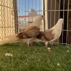 طبه طهراني ( تم البيع )