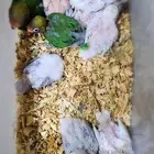 فروخ روز اليفه