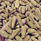 عود مروكي محسن بسعر بطل يصلح للبيت والمكاتب