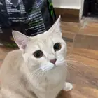 قطط تبني