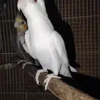 ذكر كروان البينو منتج و حار جدا