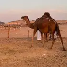 خلفة حمرا فارعة من فروع البل ((تم البيع))