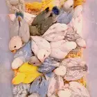 فروخ روز فواخر