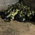 بط بح مسكوفي
