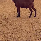 تم البيع مشاريع فحول محايلي دهم انتاج ولد كلهاري