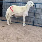 (تم البيع) طلي مشروع صنف