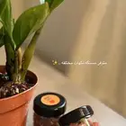 مستكى مسقى بنكهات مختلفه متوفر تسليم فوري بتبوك