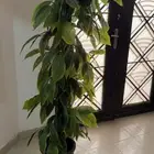 شجره صناعية ب60