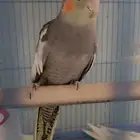 زوج كروان منتج