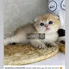 سكوتش كيتن فولد بيور مستورد قطه قطو قط برتش cat