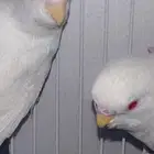 زوج بادجي البينو عيون حمر