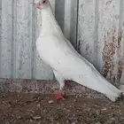 للبيع زوج كوري بطل ماشاءالله تم البيييع