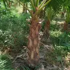 الحدائق العامة