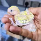 فروخ روز وفيشر