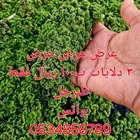 ازولا الكيلو ب6 ريالات تقريبا ازولا 3 دلايات ب100 ريال