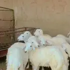 طليان ورخال حريات بريه شرط