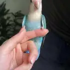 للبيع ببغاء الروز بلون مميز واليف