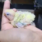 فروخ روز فواخر