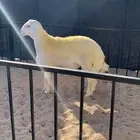 (تم البيع)طلي مشروع